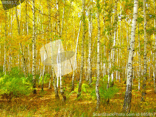 Image of autumn forest