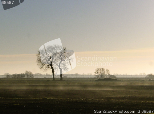 Image of Two Lonely Trees in the Morning