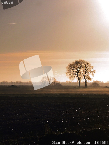 Image of Two Lonely Trees in the Morning II