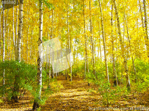 Image of autumn forest