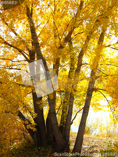 Image of autumn tree
