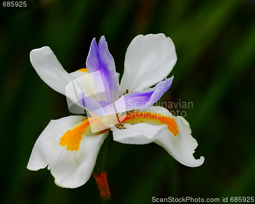 Image of Iris Wild Fairy