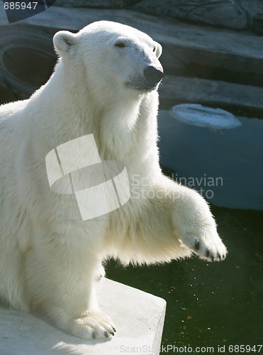 Image of Polar bear