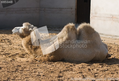 Image of Camel