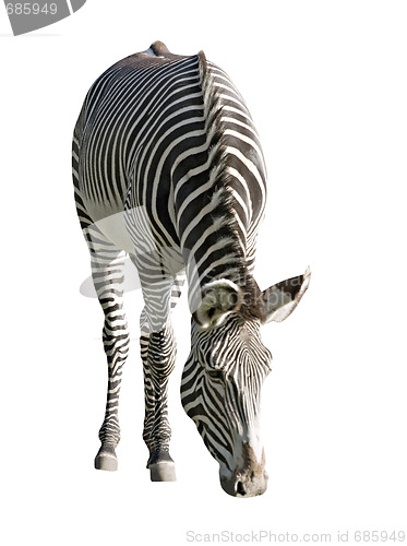 Image of Zebra