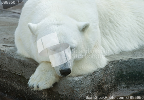 Image of Polar bear