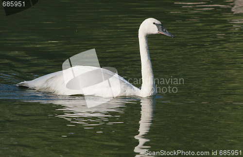 Image of Swimming swan