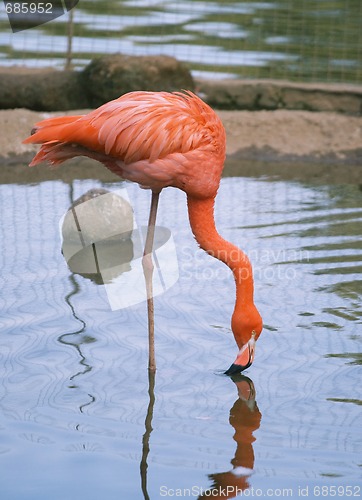 Image of Red flamingo