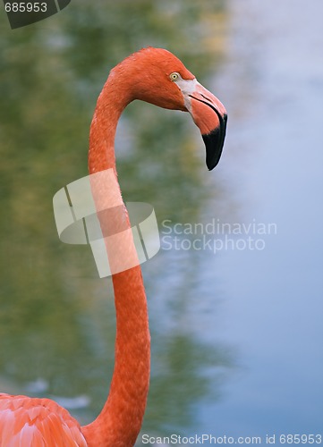 Image of Portrait of a red flamingo