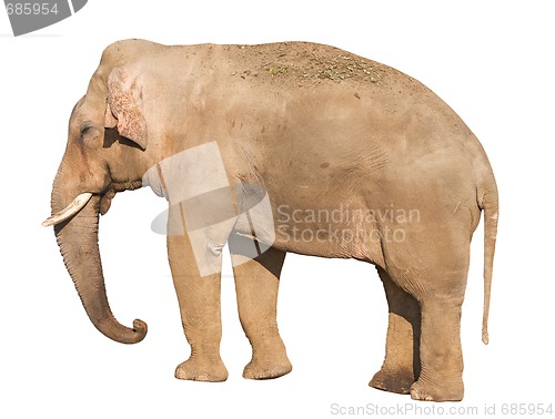 Image of Elefant