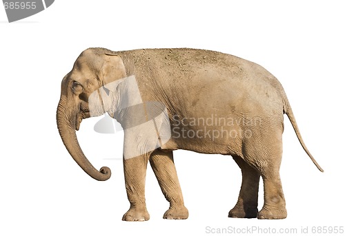 Image of Elefant