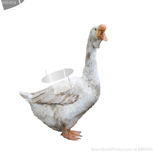 Image of White goose