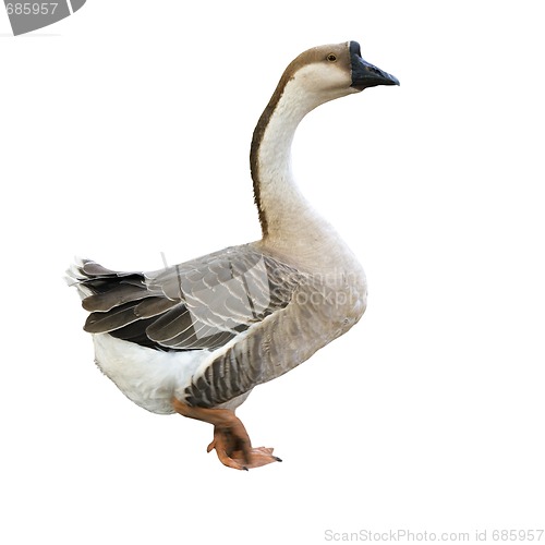 Image of White goose
