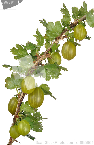 Image of Gooseberry