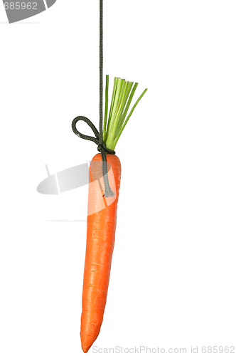 Image of Carrot