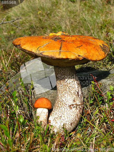 Image of Two red-capped scaber stalks