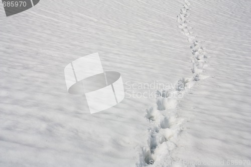 Image of tracks in snow