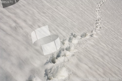 Image of tracks in snow