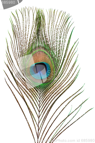 Image of Peacock feather