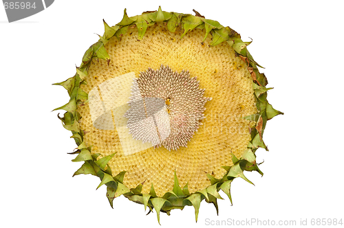 Image of Sunflower