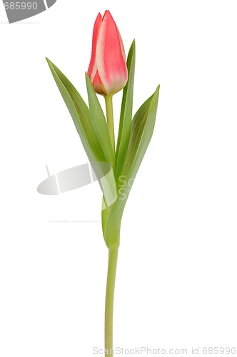 Image of Tulip