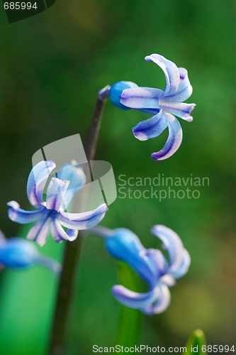 Image of Flower