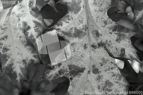 Image of Leaves