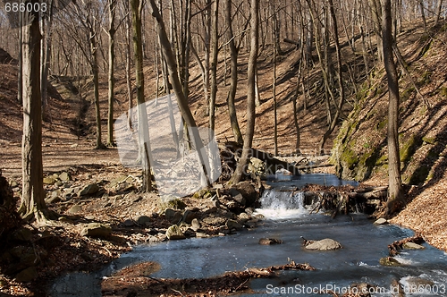 Image of Forest
