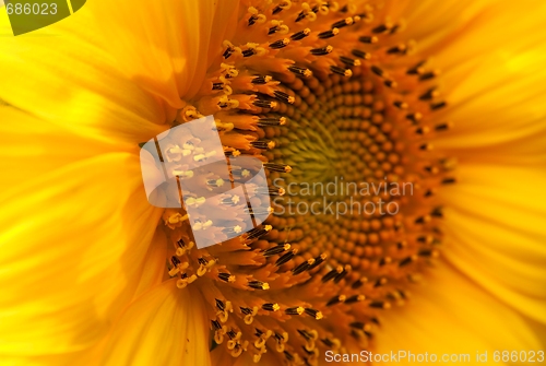 Image of Sunflower