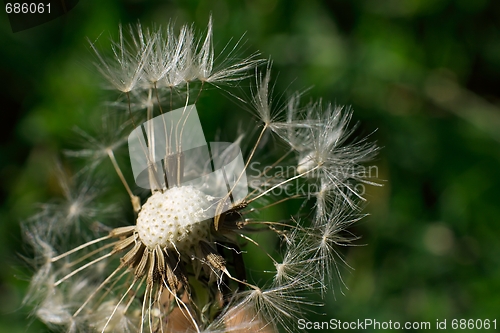 Image of Dandelion