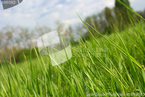 Image of Grass