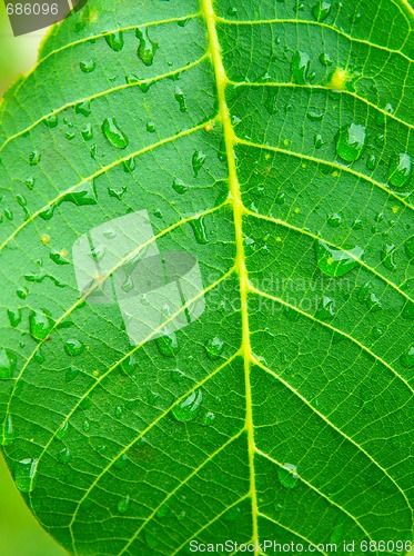 Image of Leaf