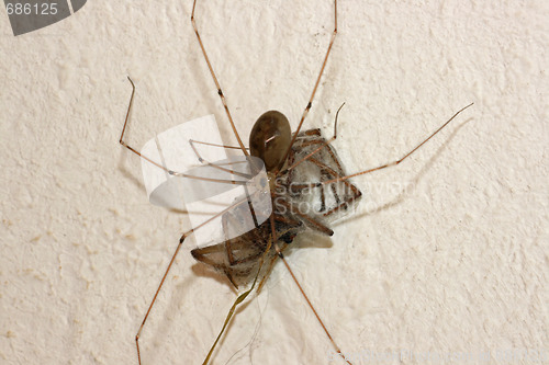 Image of spider in its web