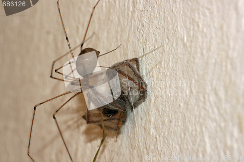 Image of spider in its web