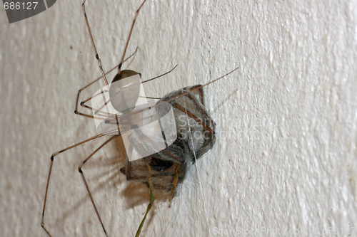 Image of spider in its web