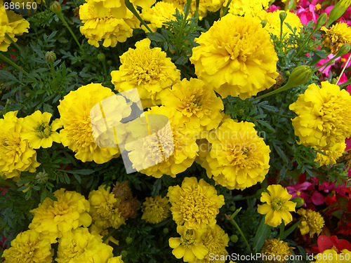 Image of summer flowers 