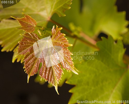 Image of young grape vine