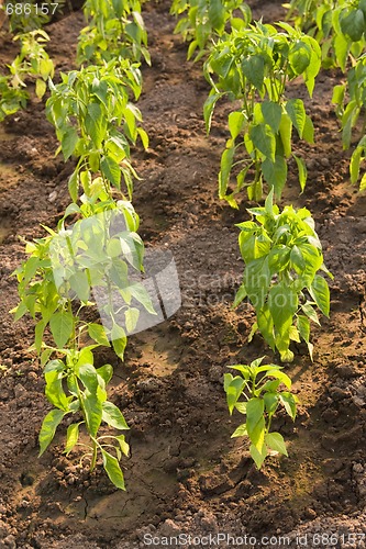 Image of paprika plants