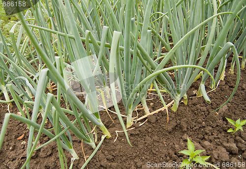 Image of onion garden