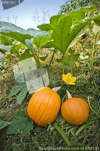 Image of Pumpkins