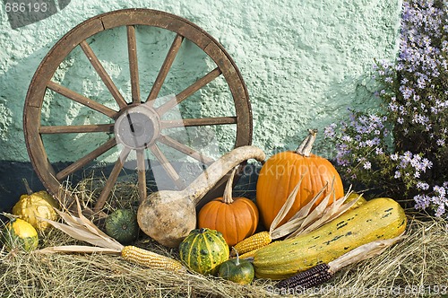 Image of Pumpkins