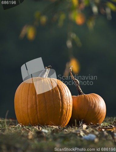 Image of Pumpkins