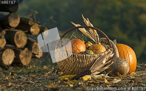 Image of Pumpkins