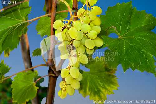 Image of Bunch of grapes