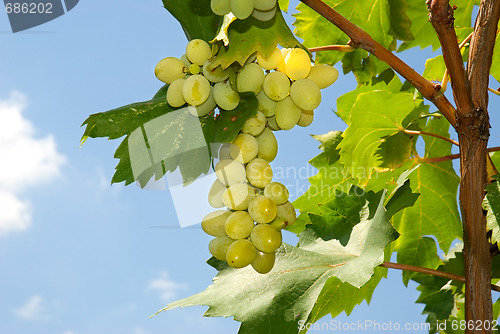 Image of Bunch of grapes