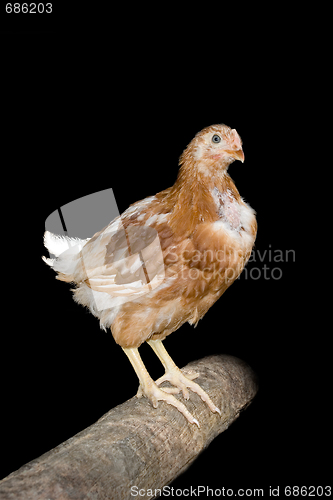 Image of Chicken