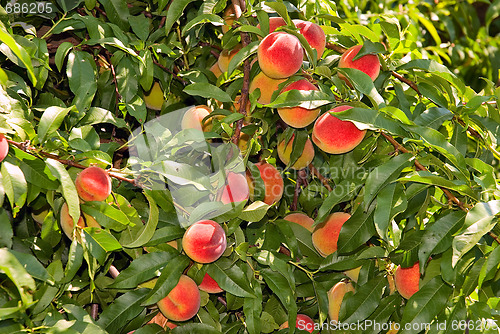 Image of Peaches