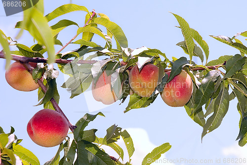 Image of Peaches