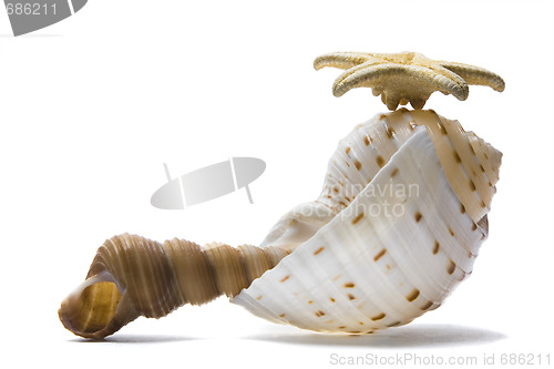 Image of Seashell Still Life