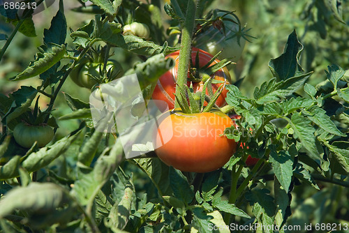 Image of Tomato